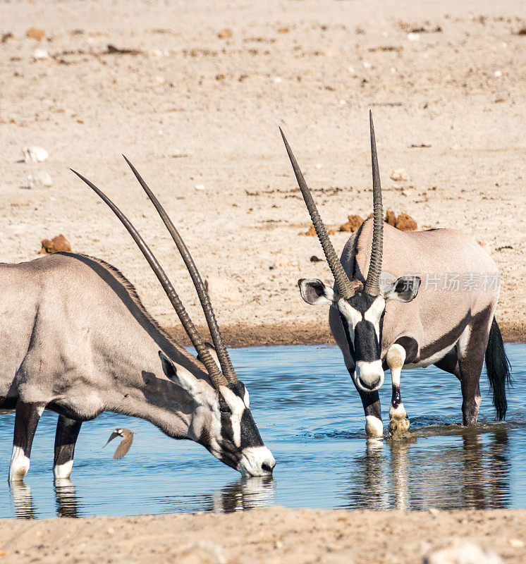 纳米比亚埃托沙国家公园Ozonjuitji M'Bari水潭的Gemsbok。